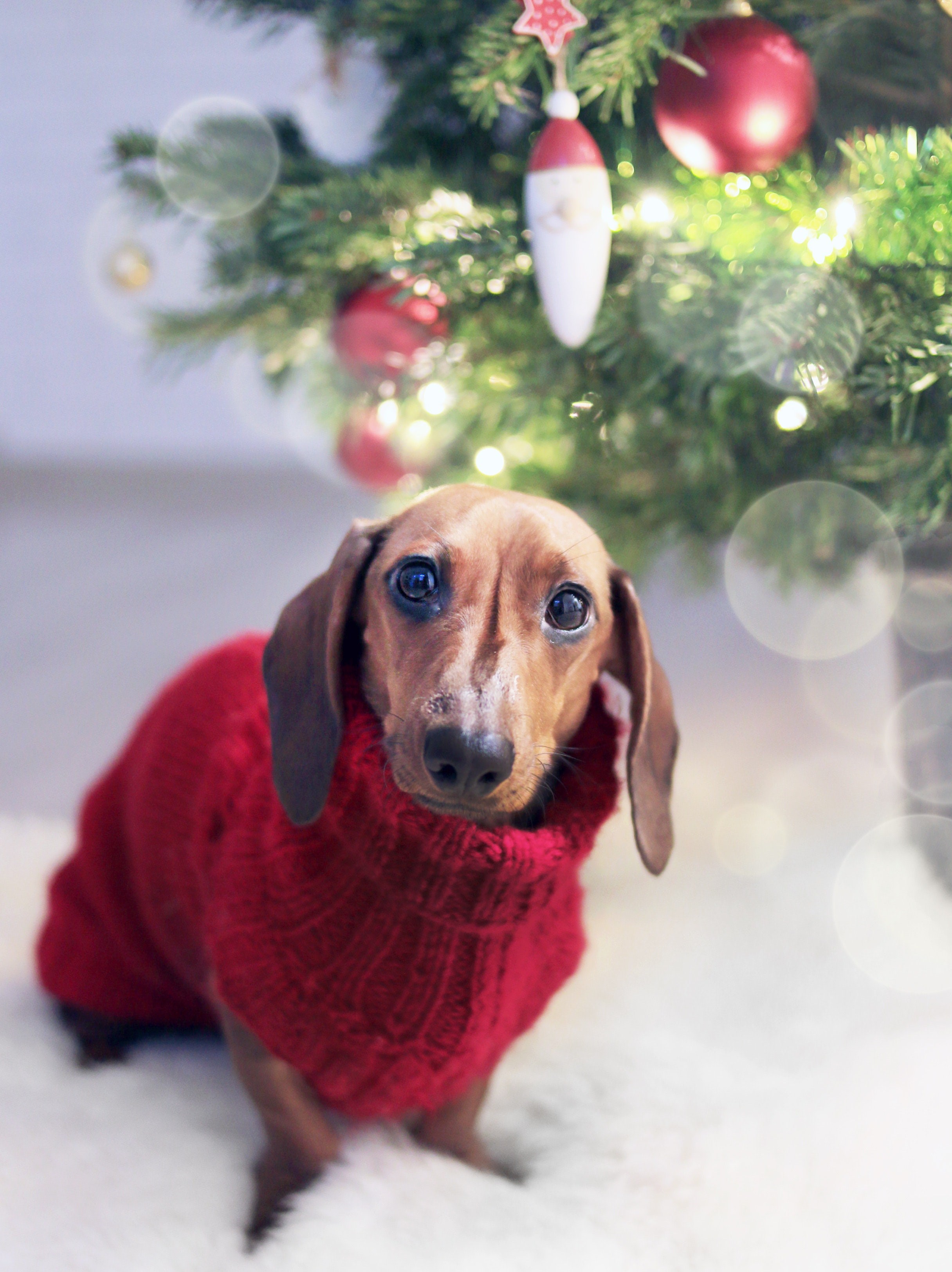 Dog sitting underneath Christmas tree