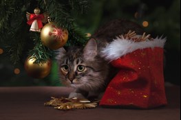 Cat hiding underneath Christmas tree