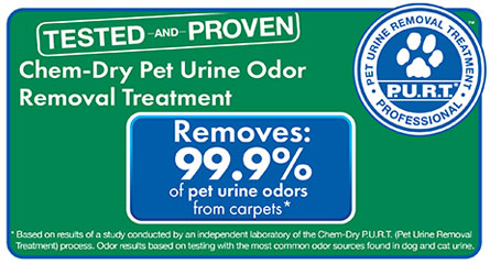 Pet Urine and Odor Removal Treatment in Largo, FL by Chem-Dry Clearwater/Largo