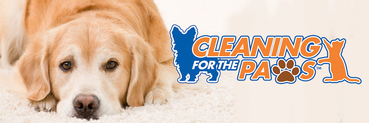 Chem-Dry Clearwater/Largo Pet Urine Removal Treatment in Clearwater